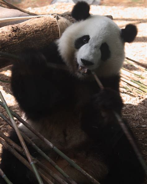 Panda Zoo Atlanta 2062009 Pleb1024 Flickr