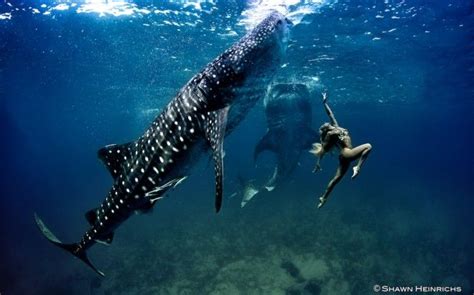 Stunning Whale Shark Photos Aim To Help At Risk Species Swimming With