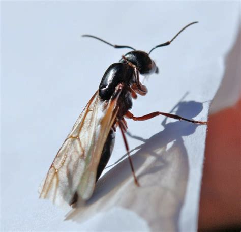 how to tell winged termites from flying ants carolina pest control