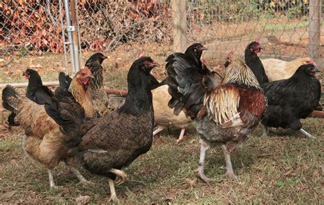 Kornerstone Farms Meet The Chickens