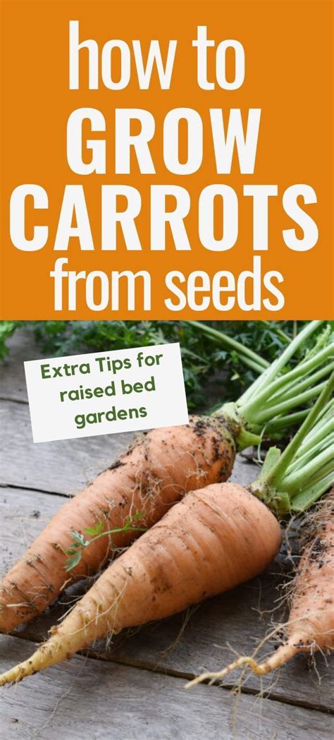 How To Grow Carrots From Seed To Harvest Growing Carrots From Seed