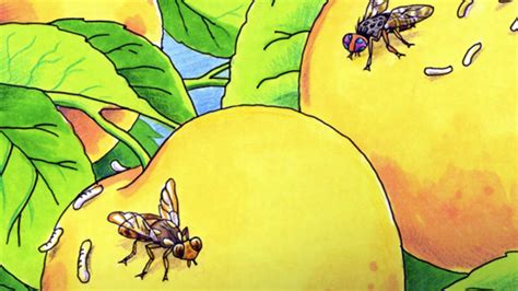Useful Fruit Fly Resources For Schools National Fruit Fly Council