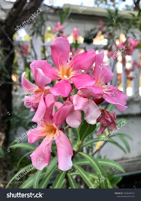 Beautiful Sweet Pink Oleanders Nerium Oleander Stock Photo 1928048312