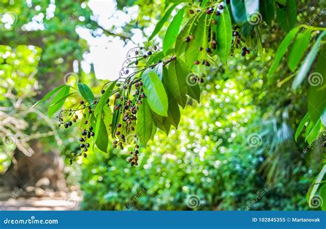 Coffee Bean Coffee Tree Green Park With Road Trees Alley Nice And