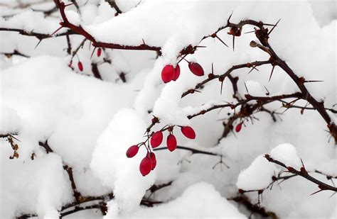 Winter Snow Cold Free Photo On Pixabay
