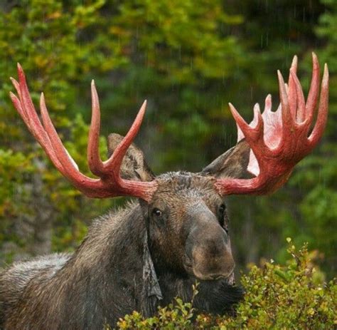 1000 Images About Moose Pictures On Pinterest