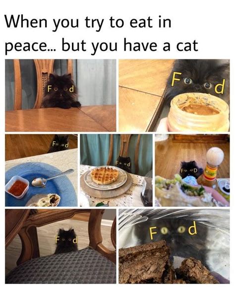 Food Cats Funny Animals Silly Cats Cat Memes