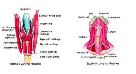 Anatomy Of Larynx Muscles