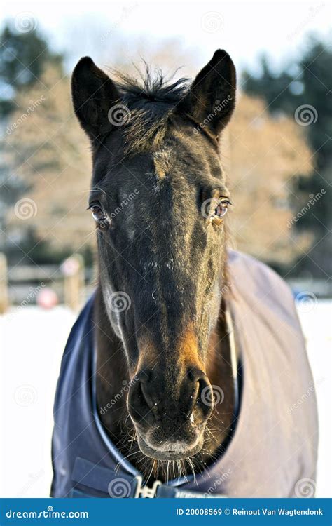Horse Portrait Stock Image Image Of Connection Loyal 20008569