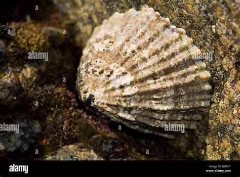 Limpet Radula Hi Res Stock Photography And Images Alamy