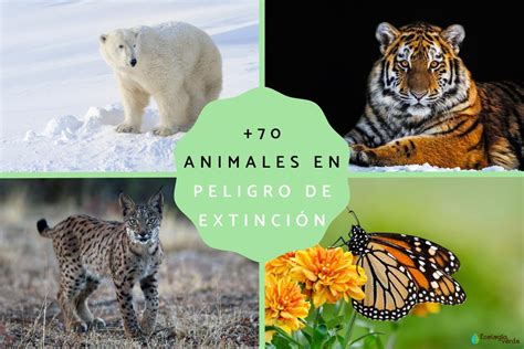 Top 144 Imágenes De Los Animales Que Están En Peligro De Extinción