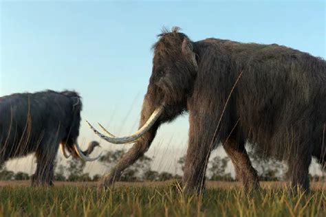 Bringing Woolly Mammoths Back From Extinction Could Help Environment