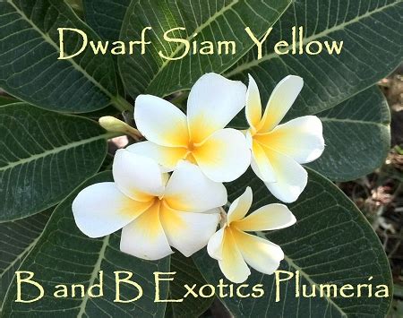The number one plumeria site on the web. DWARF SIAM YELLOW Plumeria Grafted (rare)