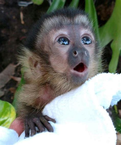 Baby Capuchin Monkey Cute Entries Variety