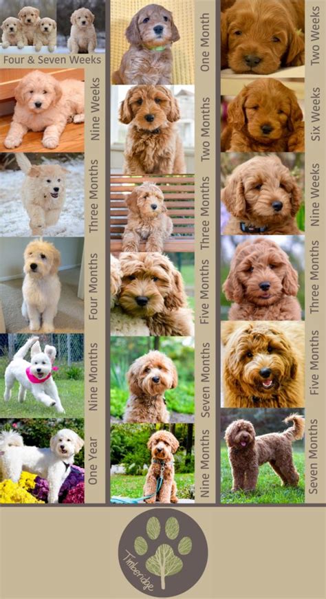 • • • filled room with 19 golden. Goldendoodle Growth - Timberidge Goldendoodles