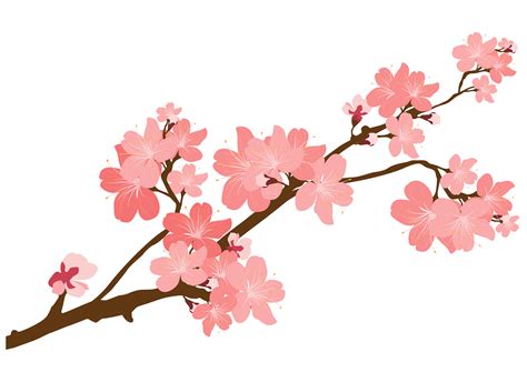 Cherry Blossom Flower Drawing Free Download On Clipartmag