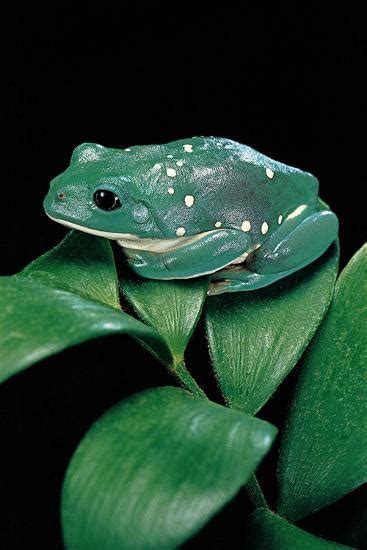 Pachymedusa Dacnicolor Mexican Leaf Frog Photographic Print Paul