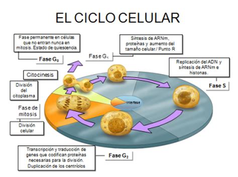 Ciclo Celular Mi Sitio