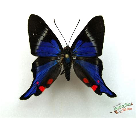 Rhetus Periander Metalmark Peru World Of Butterflies And Moths