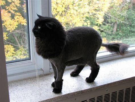 50 Cats With Lion Haircuts Buzzfeed Mobile Catgroominglonghair Cat