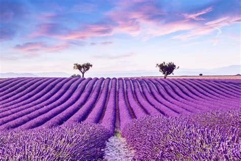 Mejor Epoca Para Viajar A La Provenza Francia Cuando Ir A Ver Los