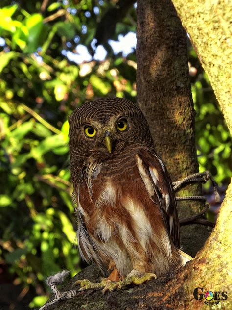 Javan Owlet Owl Part2 By Bagoestm On Deviantart
