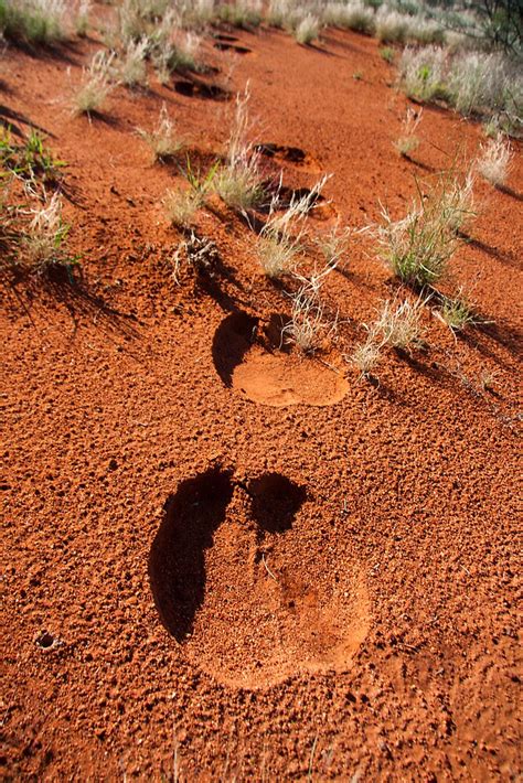 Camel Footprints In The Sand By Prijinth Vijayakumar Redbubble