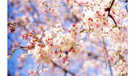 67 Cute Spring Backgrounds