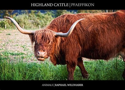 Highland Cattle Highland Cattle Or Kyloe Are An Ancient Sc Flickr