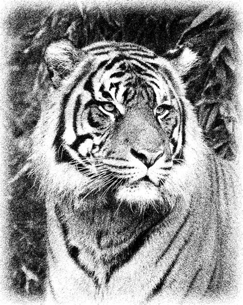 Tiger Sketch Photograph By Steve Mckinzie Fine Art America