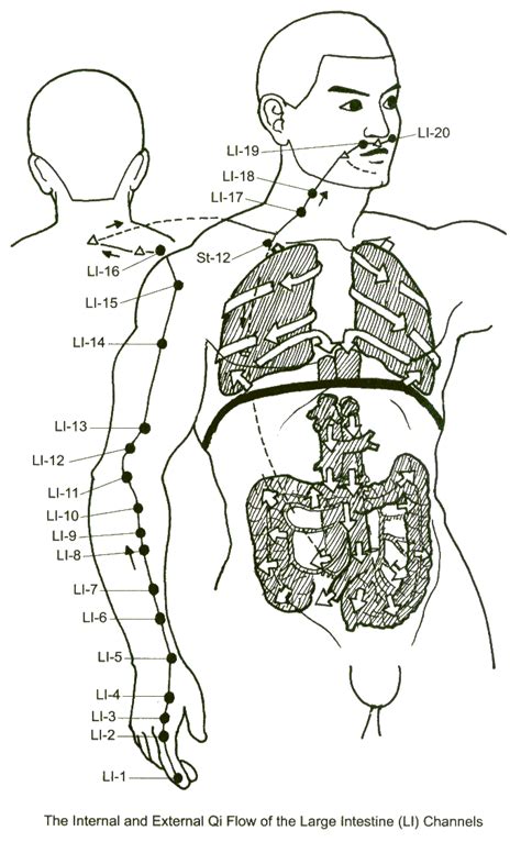 Meridians are called energy channels through which vital energy circulates between the organs. Large Intestine Meridian
