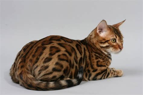 Before we get into all our bengal cat name options. Bengal Cat : Cat Breeds | Cat Mania | For Cat Lovers