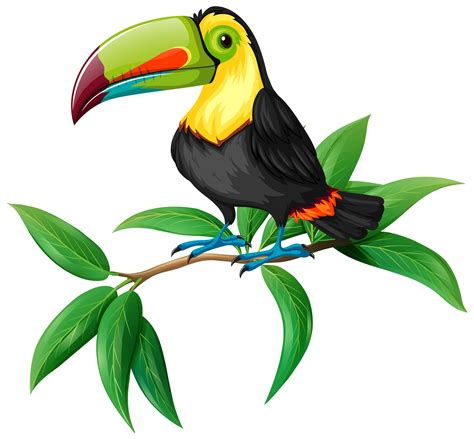 A Vector of Toucan on White Background 298511 Vector Art at Vecteezy