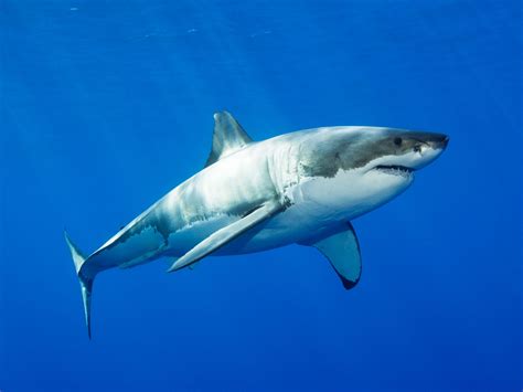 The Great White Shark Genome Is Here—superpowers And All Wired