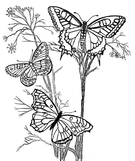 Three Beautiful Butterflies On The Branch Coloring Page Download