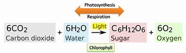 What is the correct balanced equation of Photosynthesis?