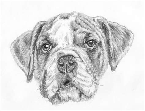 How To Draw A Dog Face Lets Draw Today Club