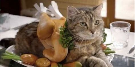 7 Cats Dressed Like Thanksgiving Turkeys The Daily Dot