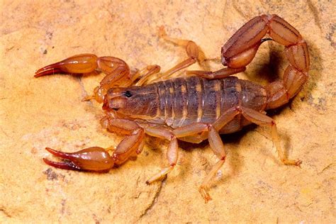 Some Scorpions Can Hiss By Rubbing Themselves With ‘sandpaper New