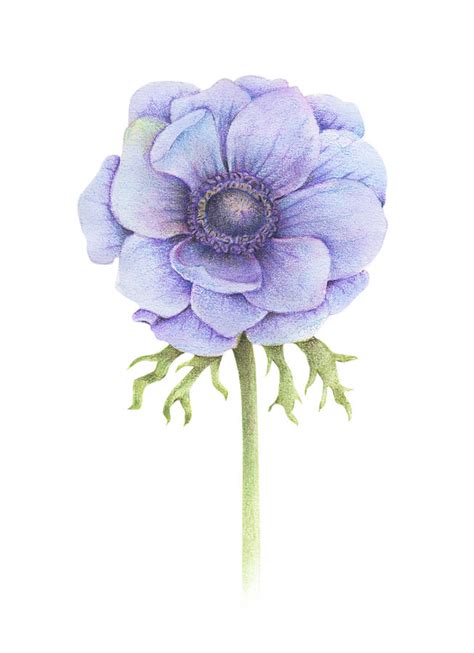 I really like how you did the flower petals. Handpainted Watercolor Anemone Flower Drawing by ...