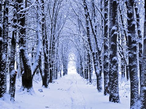 Winter Woods Snow Wallpaper Is The Ascendancy Of