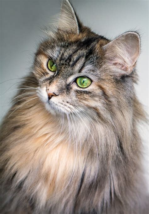 The Top 7 Largest Domestic Cat Breeds Glamorous Dogs