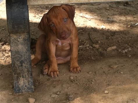 Livernose Rhodesian Ridgeback 8 Week Old Puppy On This Pic Best Dog