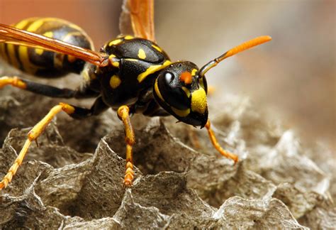 Giant Black And Yellow Wasp