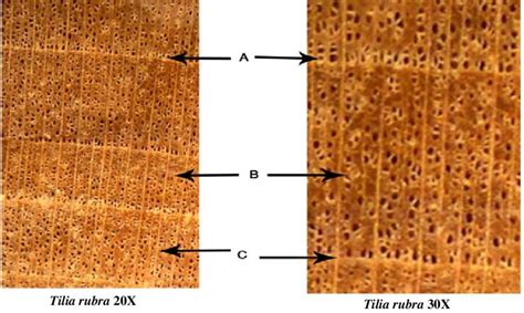 Cross Section Of Basswood Tilia Rubra Diffuse Porous Wood A