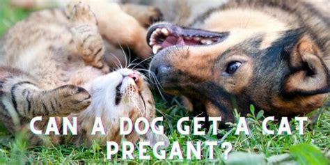 Can A Dog Get A Cat Pregnant Spaniel Dogs