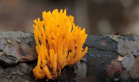 Coral Like Mushrooms Photos And Descriptions Of Edible And Inedible