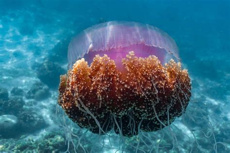 10 Extraordinary Jellyfish Species