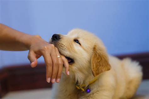 Golden Retriever Bite Owner Hand Stock Photo Image Of Hand Play