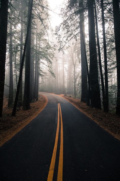 Forest Trees Fog Road Nature Hd Phone Wallpaper Peakpx